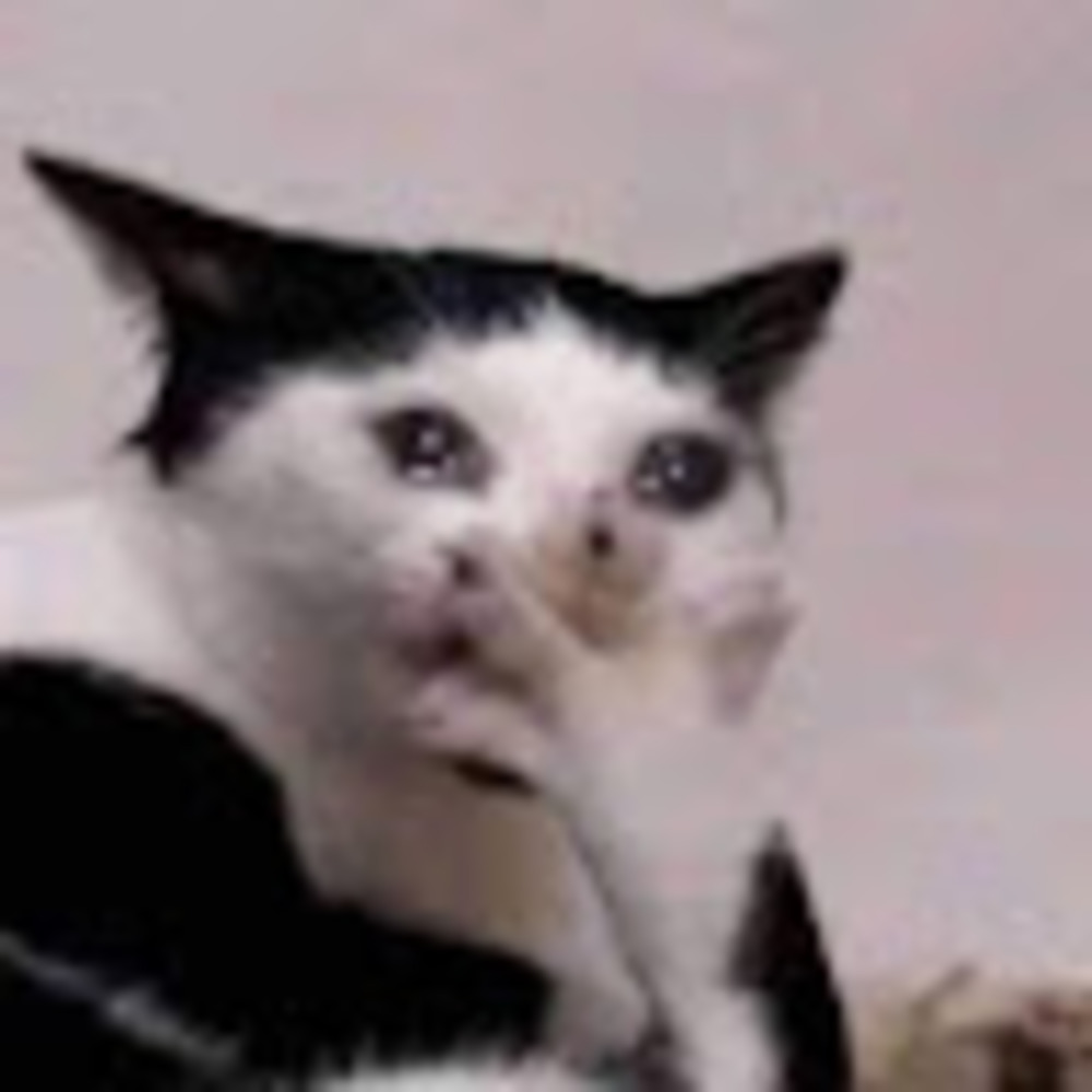 Meet your Posher, Izzy